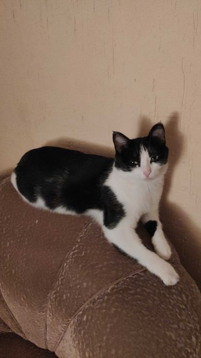 Отдам кошку в добрые руки