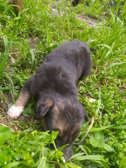 Щенки ищут дом...