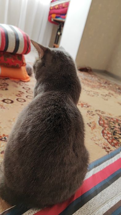 Пропал кот Бобик, с 9 мкр-10 дом