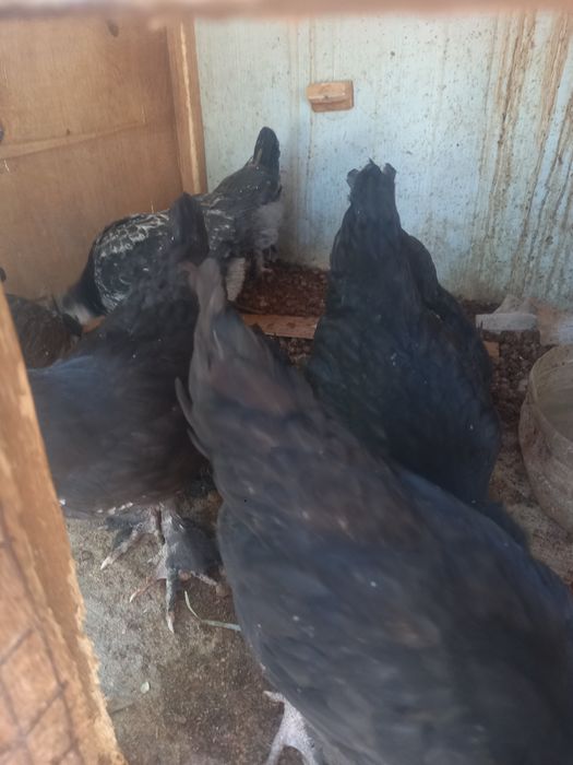 dekorativ jojala bor