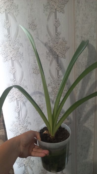 Продам комнатные цветы