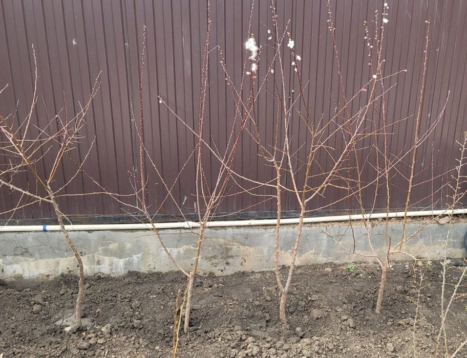 Саженцы абрикоса