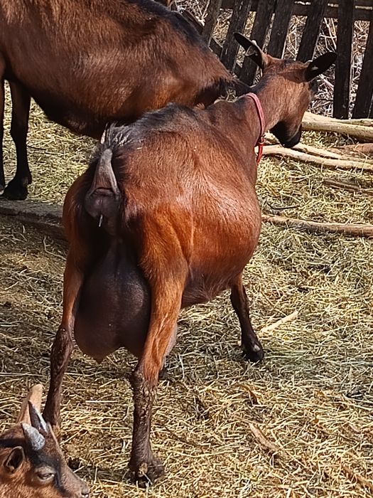 Lapte de capra alpina franceza!