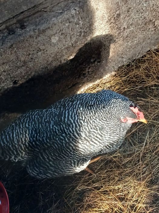 Găini playmonth de vânzare