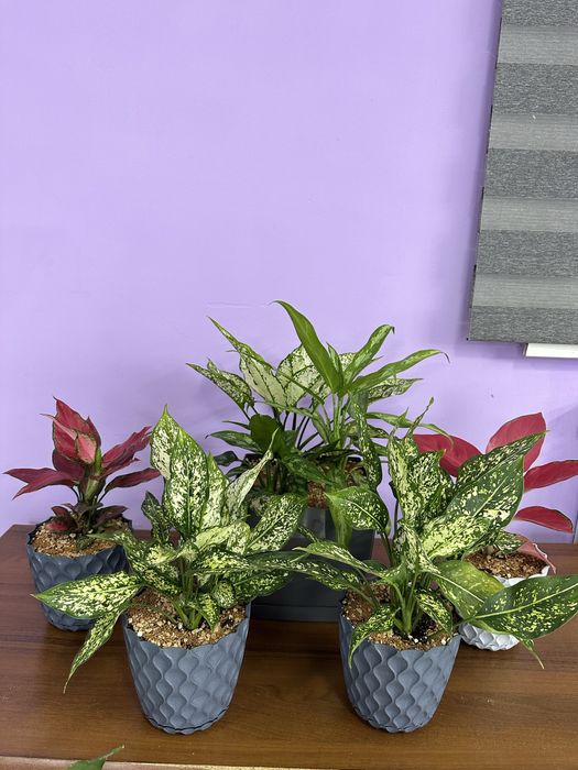 Аглоанема, ухоженные