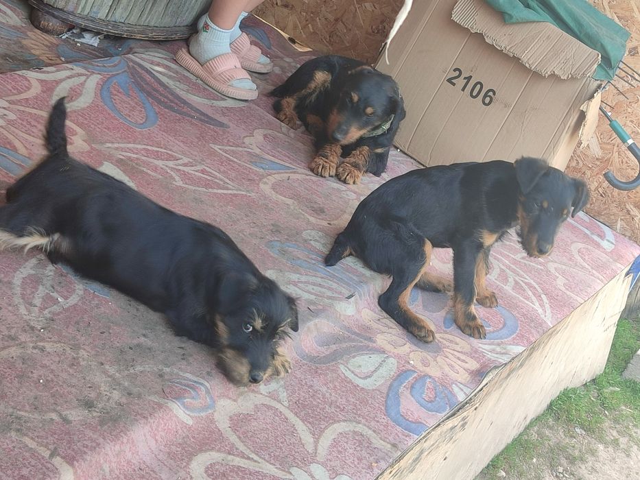 Щенки Яктериер чистакровки