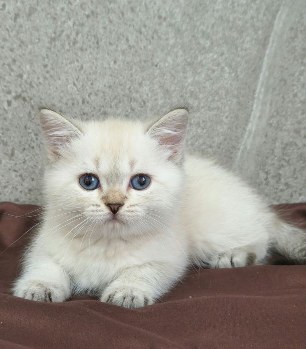 британский котёнок