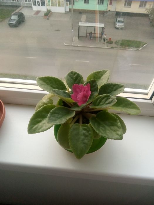 Фиалки цветущие 2000тг