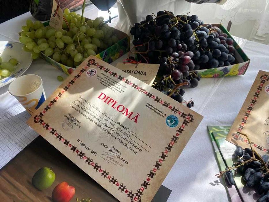 Struguri de masa cu bob mare calitatea 1 albi/rosii