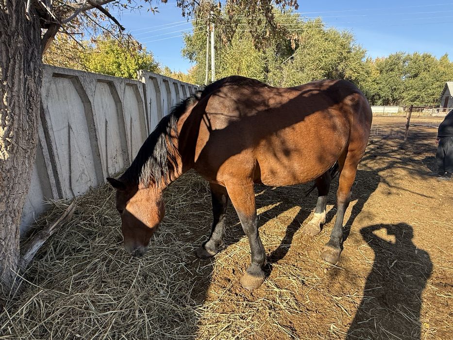 Тяжеловесные лошади