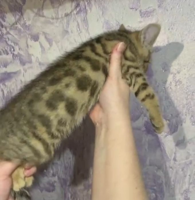 Бенгальские котята