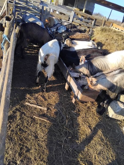 Capre gestante  tinere