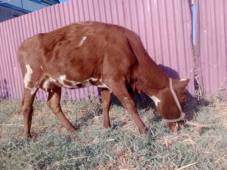 Sigir bug‘o‘z 6 oylik, 2-qirin.