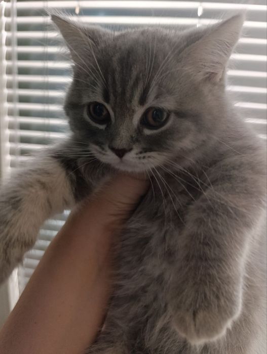 Продаётся котёнок скоттиш страйт.