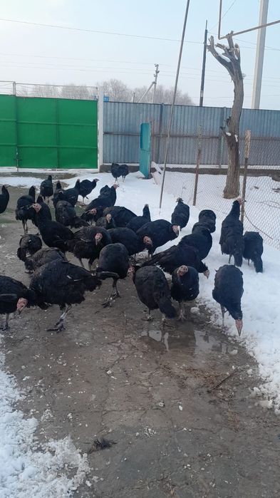 Үндіктер сатылады