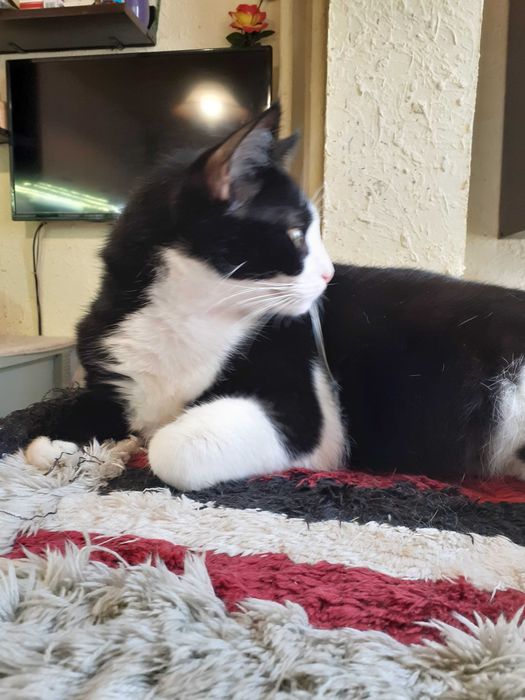 Черно-бяло мъжко коте търси дом