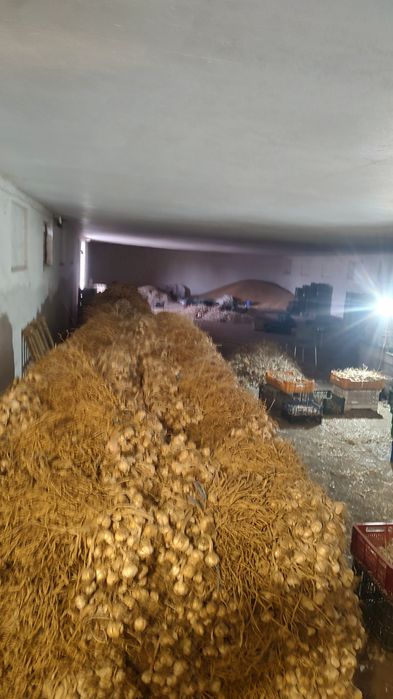 Usturoi Românesc soi benone