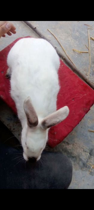 Quyon goʻshti tabiiy