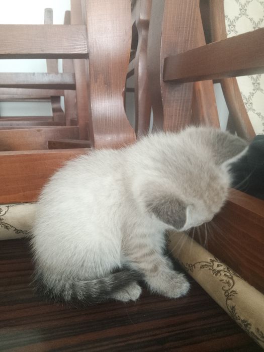 Сиамский котёнок, 2 месяца