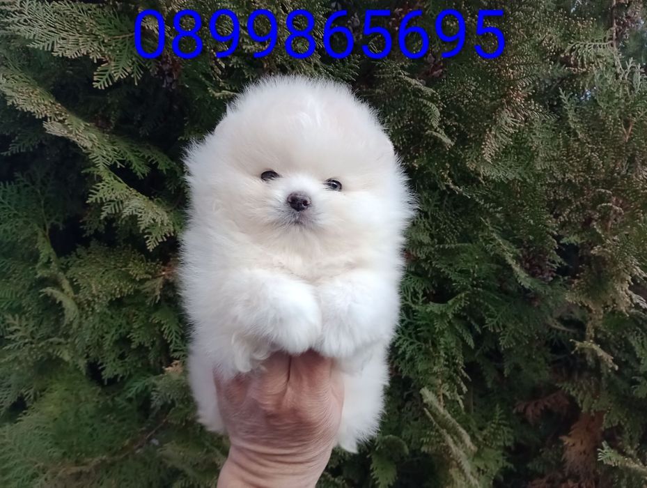 Померан. Мини момче.