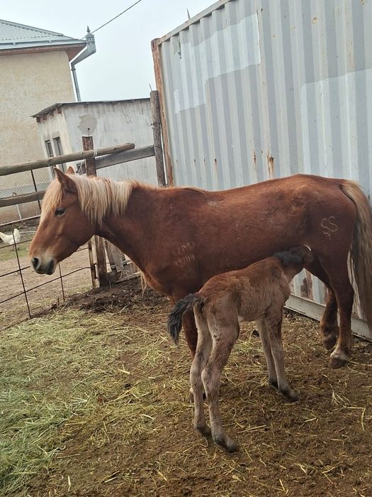 Құлынды бие сатылады