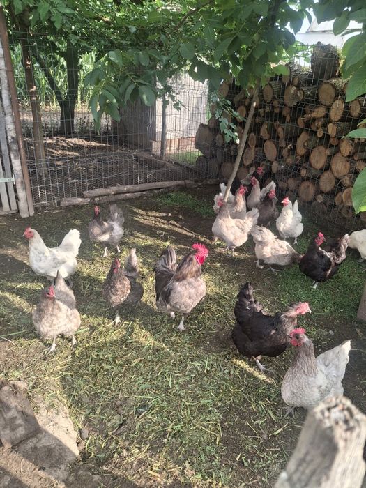 Vând cocoși și cocoși de un an