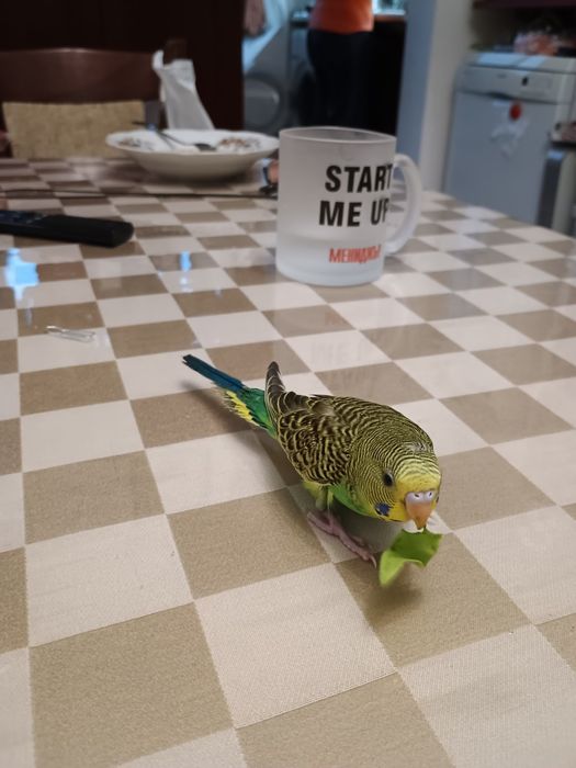 Ръчно хранени социални вълнисти папагали.