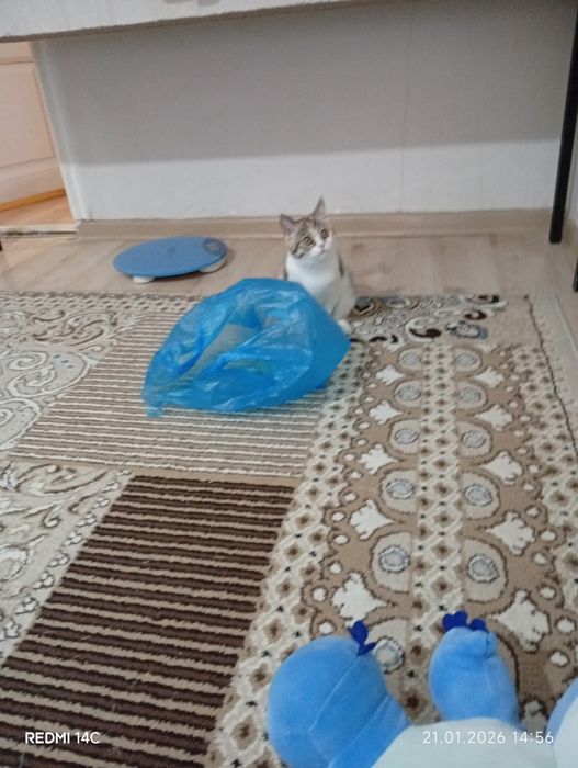 Отдам катёнка в хорошие руки