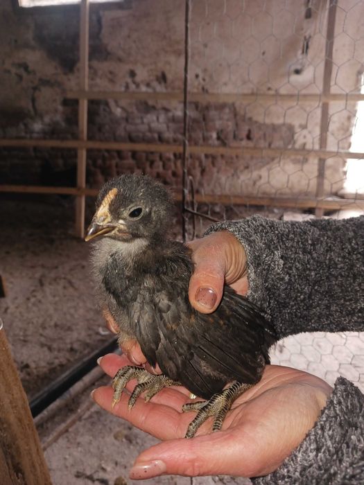 Vând pui de rasa australorp