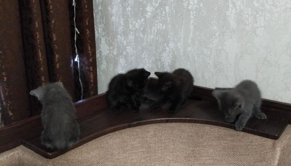 Отдам котят бесплатно