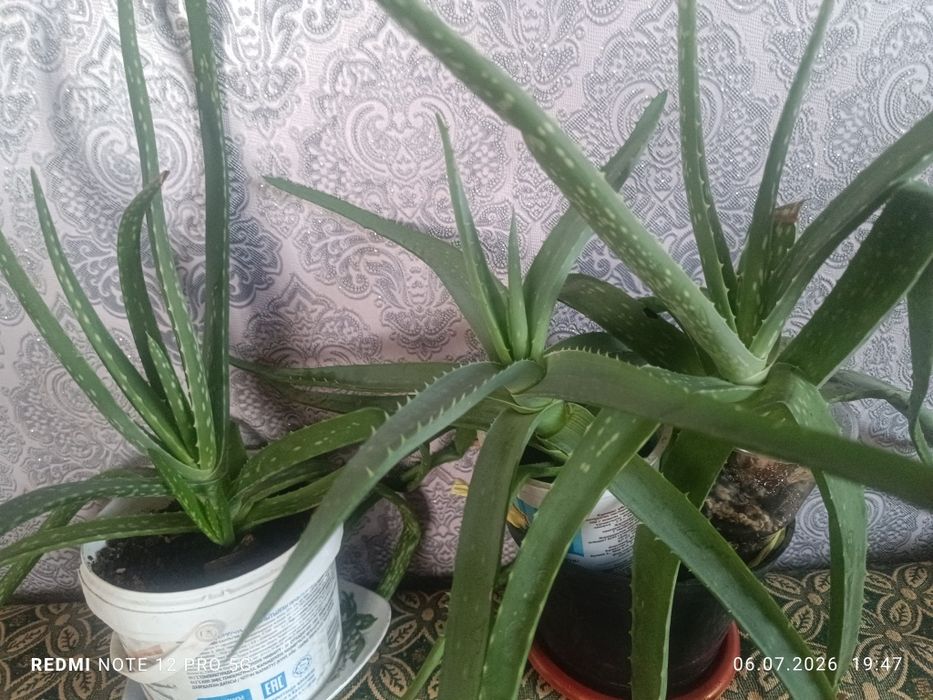Алое продам алое