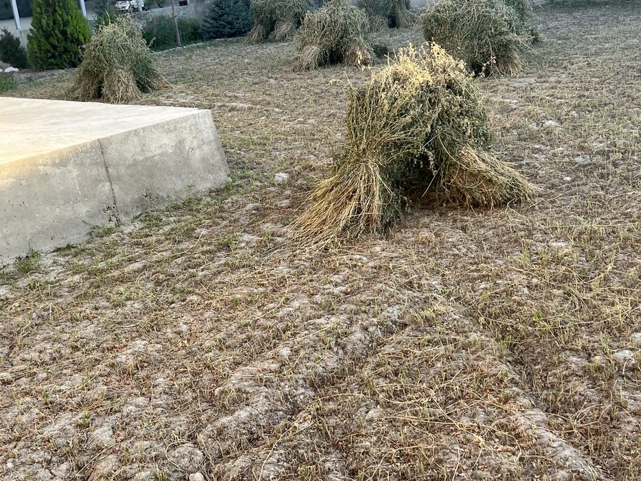 Yangi òrilgan beda