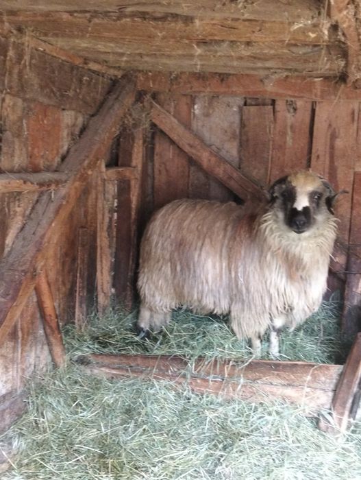 Vând berbecuț breaz