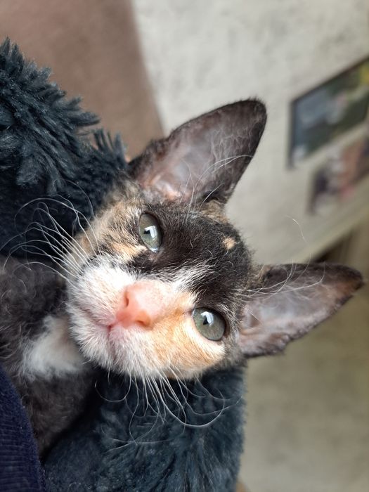 Вязка. Ищем котика для кошечки.