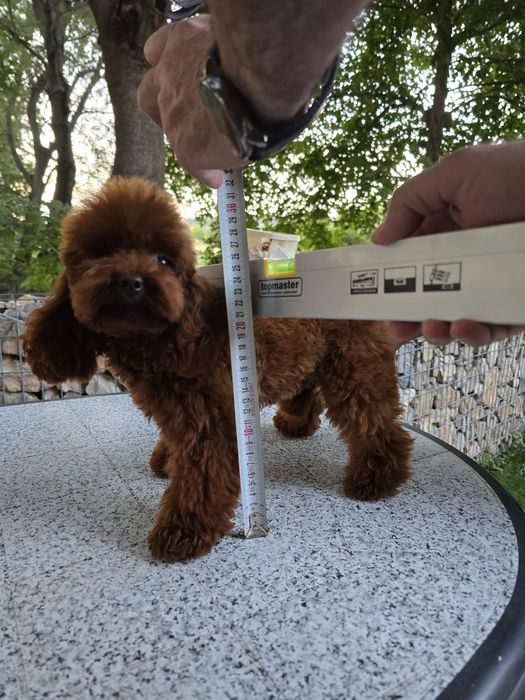 Микро пудел [micro poodle] развъдник Хасково БАБХ