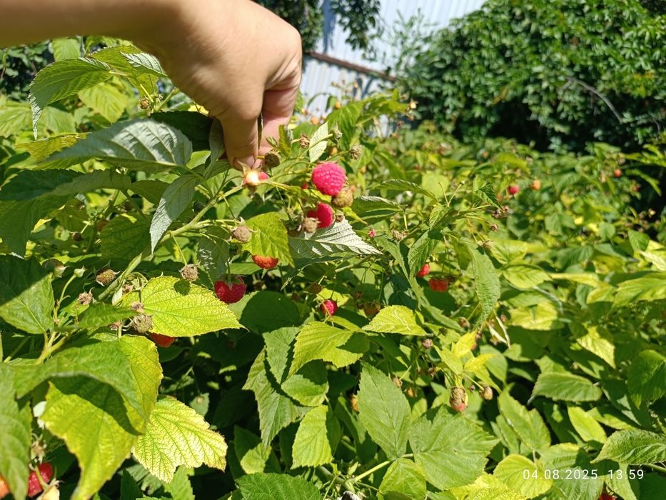Продам саженцы малины