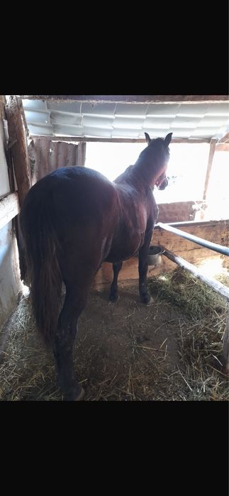 Manza de vanzare sau schimb