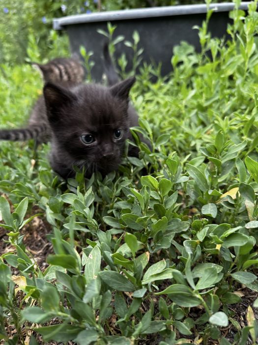 Отдам котят в добрые руки