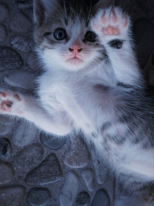 Отдам котят бесплатно