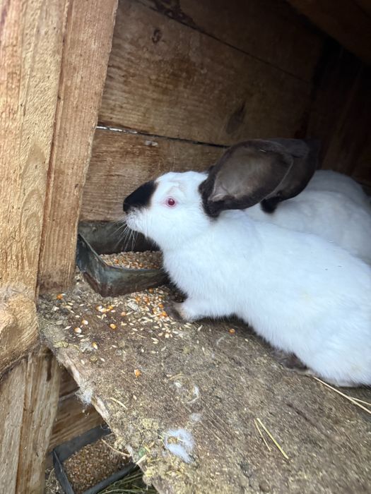 Vând iepuri uriași de Transilvania