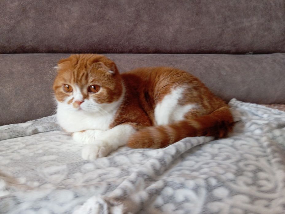 Шотландские кошки