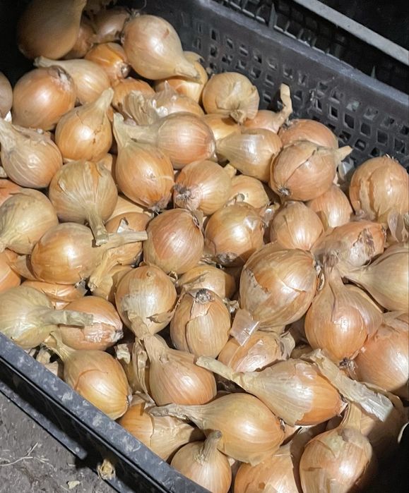 Продам лук монастырский и шалот