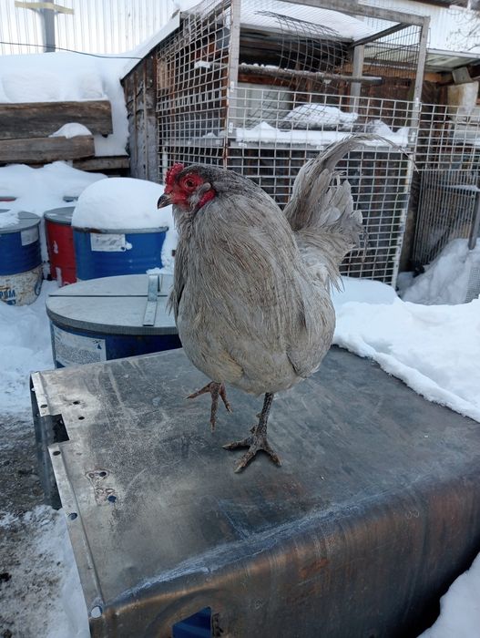 Петухи. Амераукана