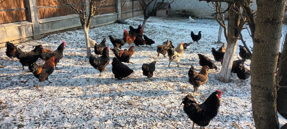 Cocosi tineri 7 luni