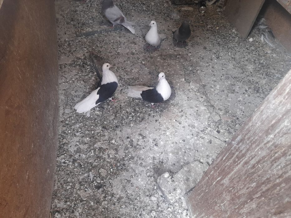 Продам пару бабочек за 15000