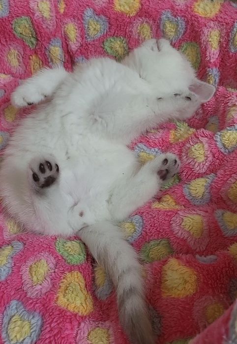 British shorthair & longhair chinchilla