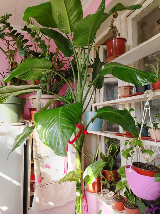 Продаются комнатные цветы