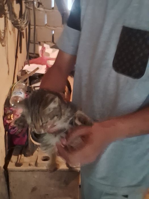 Три котята но незнаю породисты или