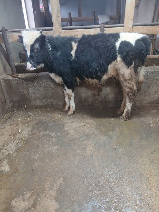 Бичок сатилади 11 айлик