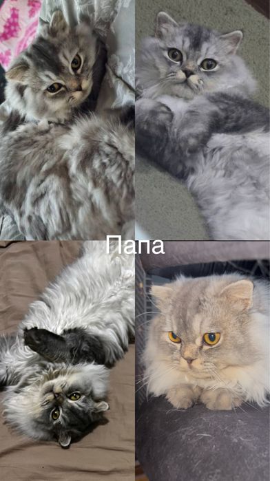 Продаётся котенок породы Скоттиш Фолд